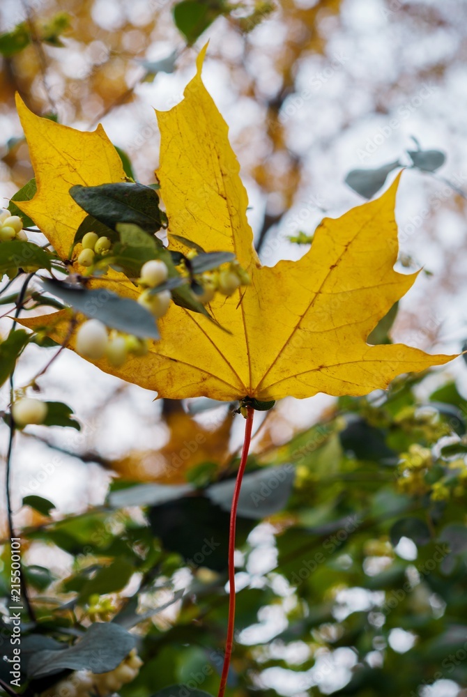 Obraz premium Autumnal Maple Leaf