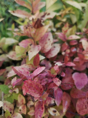 close-up leaves of green-red-yellow bush in speckles