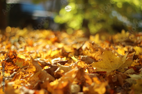 colorful autumn leaves, germany