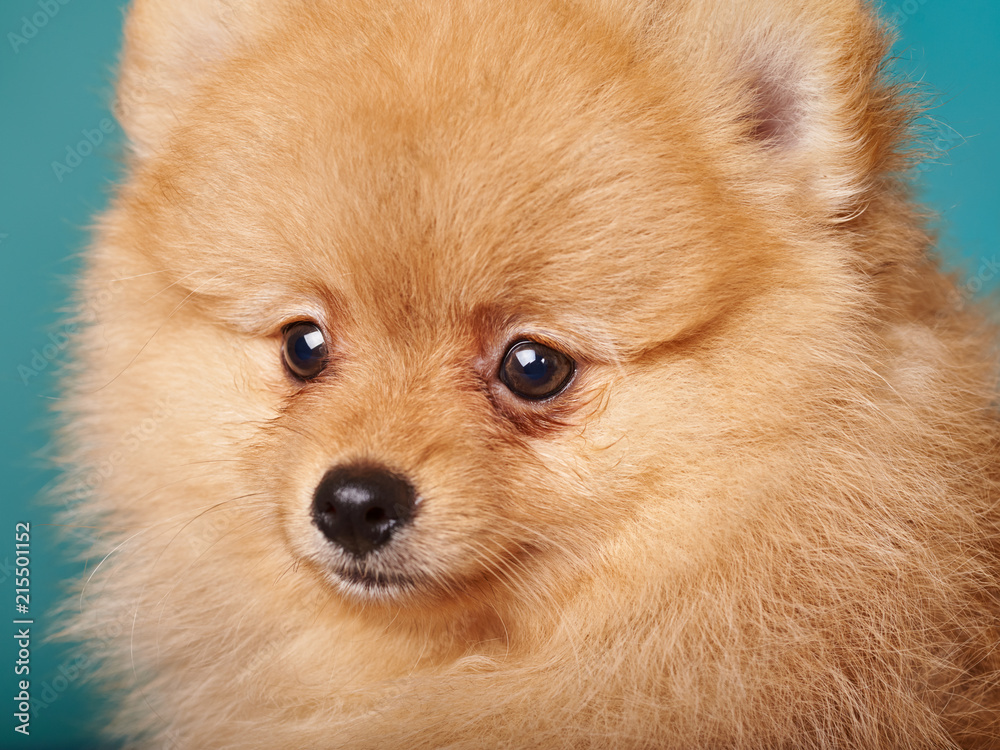 pomeranian spitz on the blue background. close up portrait