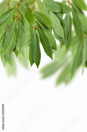 Green Laurel branches