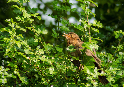 Fledgling female blackbird