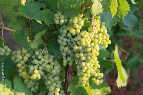 Wallpaper Mural Grapes are ripening in the vineyard Torontodigital.ca