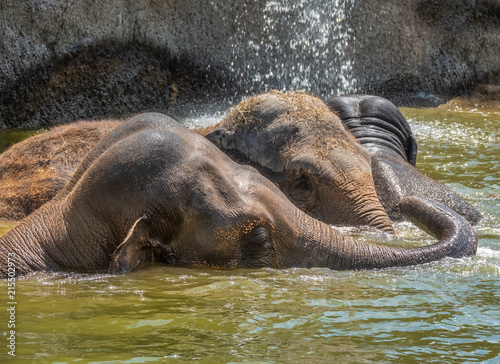 Asian elephant herd taking a bath and playing in a pond under a wterfall on a hot day.