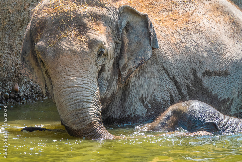 Fototapeta premium Asian elephant herd taking a bath and playing in a pond under a wterfall on a hot day.