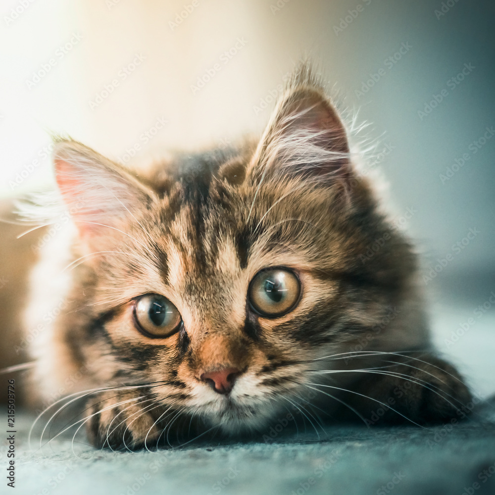 Kitten muzzle cheap