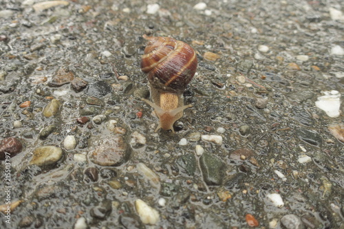 lonely snail