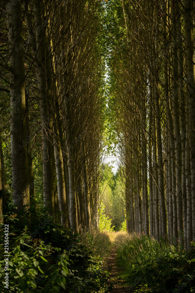 Fototapeta premium Path through manmade forest in UK
