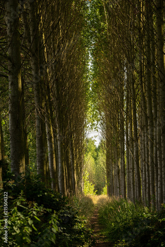 Path through manmade forest in UK