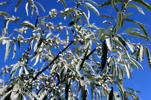 Wallpaper Mural tree, green, plant, leaf, nature, branch, leaves, spring, sky, white, isolated, flower, blue, summer, bush, growth, flora, foliage, forest, olive, natural, twig Torontodigital.ca