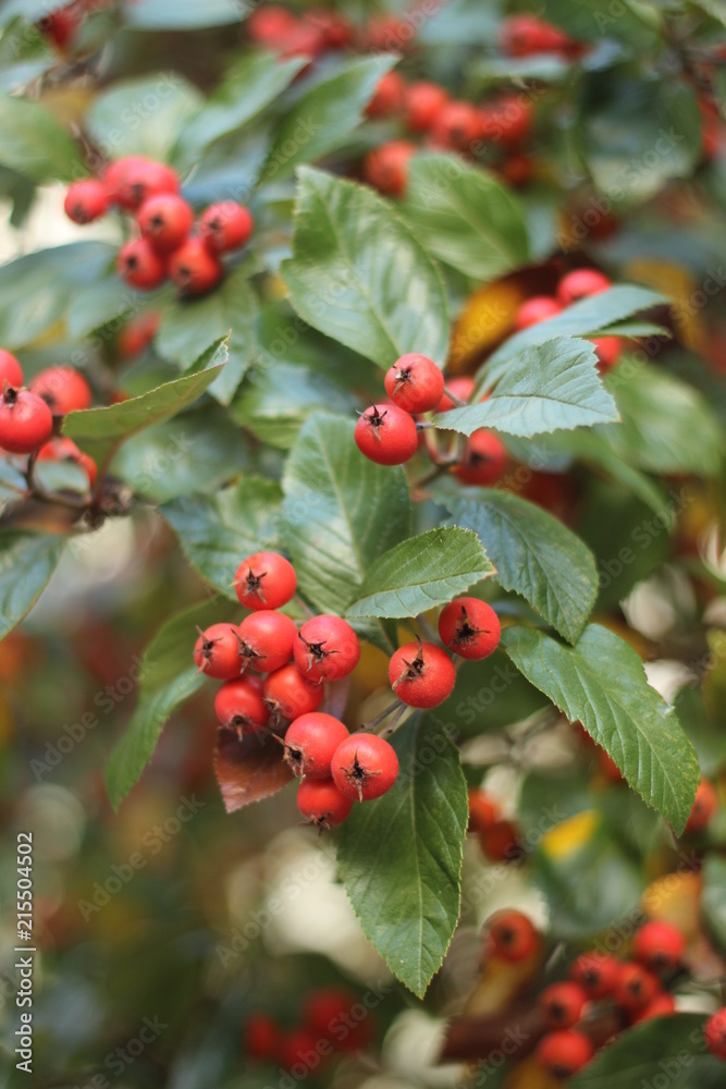 Obraz premium berries in autumn, germany