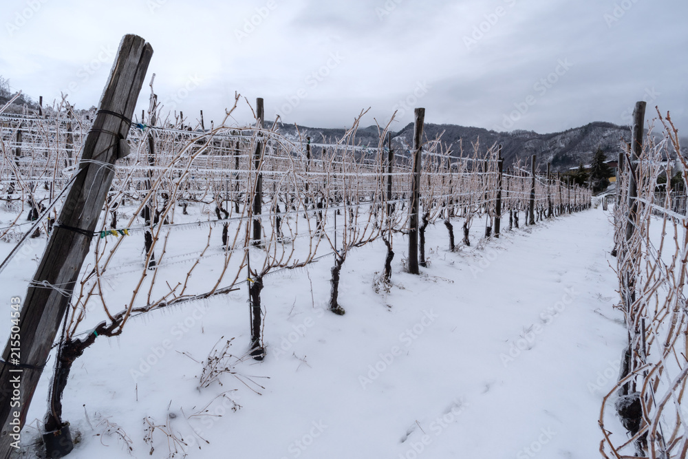Province of Imperia, Italy. Vineyard in winter
