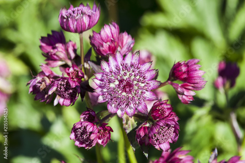 Photos Astrantia major 'Abbey Road' an herbaceous perennial springtime summer flower pl