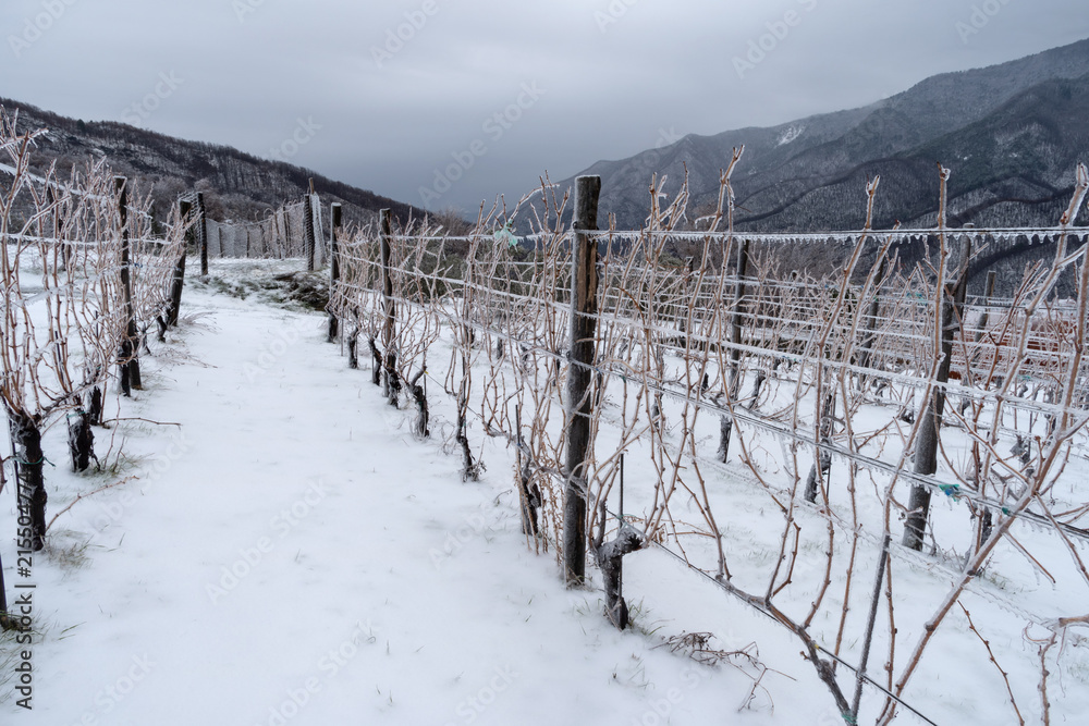Province of Imperia, Italy. Vineyard in winter Province of Imperia, Italy. Vineyard in winter