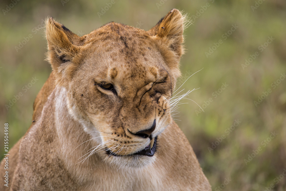 Obraz premium Lion in the Msai Mara National Park in Kenya