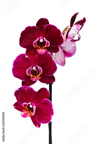 Canvastavla Purple orchid isolated on white background