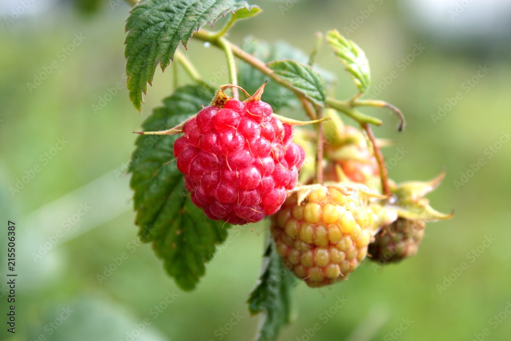 Ripe raspberry on a branch. Ripe raspberry on a branch.