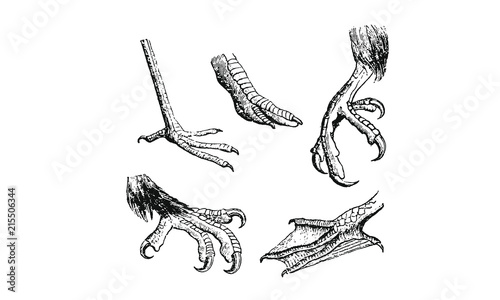 hand drawn sketch of bird feet and claws