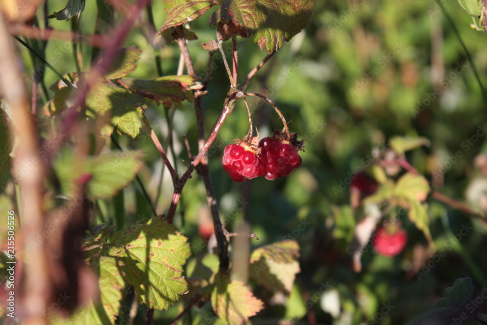 Ripe raspberry on a branch.