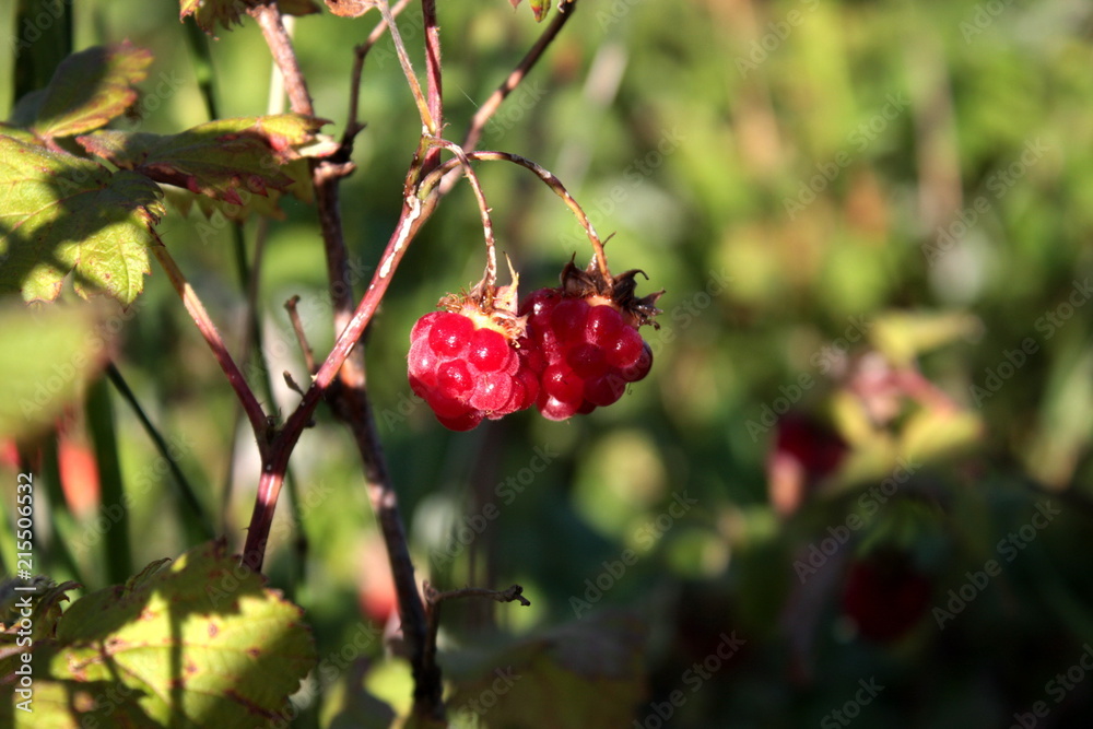 Obraz premium Ripe raspberry on a branch.
