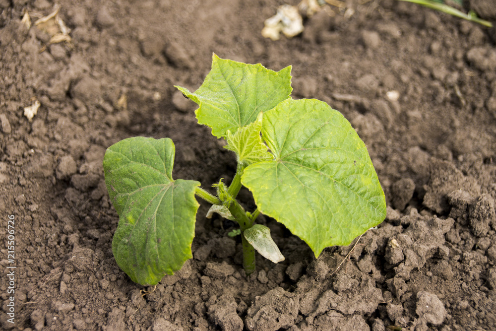 Vegetables growing at the garden Vegetables growing at the garden
