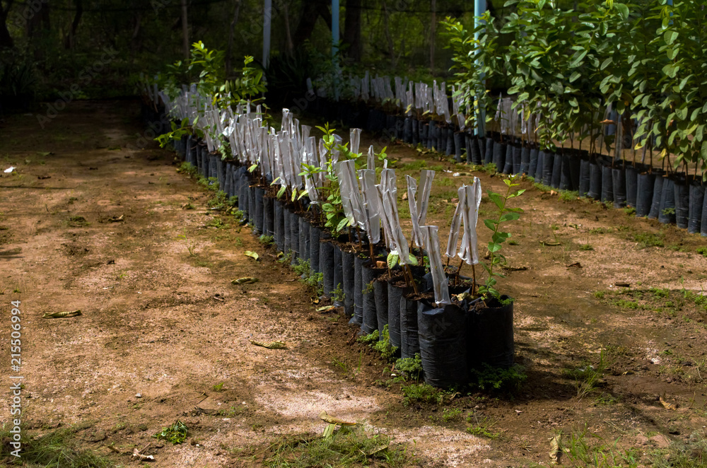 Agriculture tecnic of graft Agriculture tecnic of graft