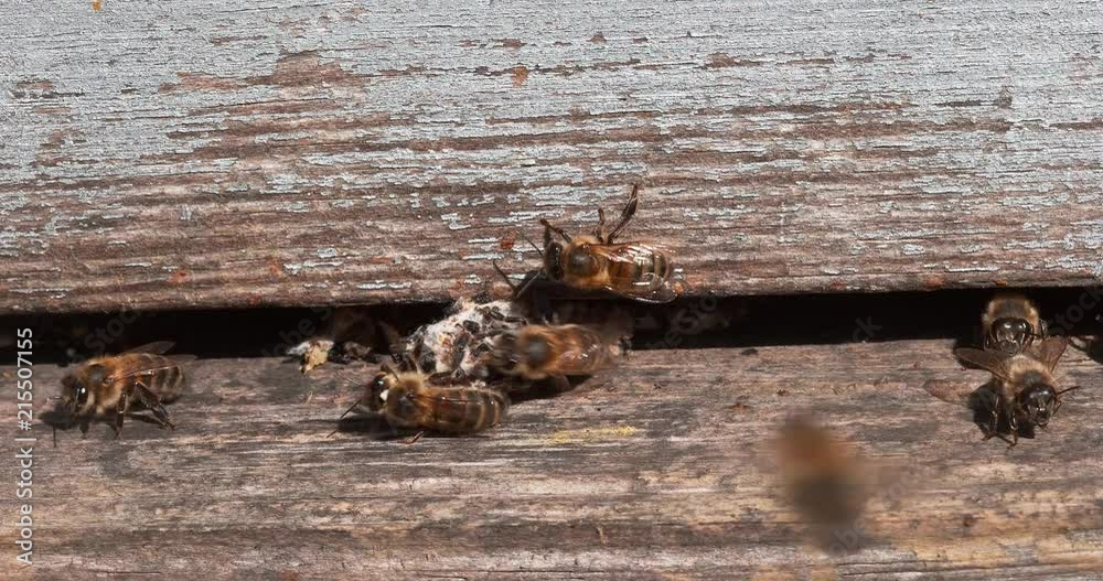European Honey Bee, apis mellifera, Bees standing at the Entrance of
