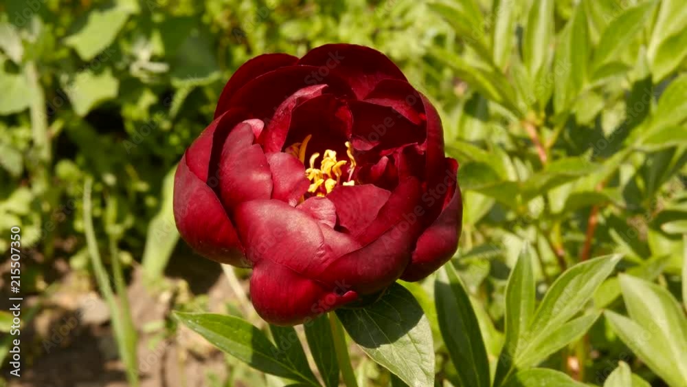 Close-up bud of Tea rose Flower blooming in sun light. Bushes of pink oil rose flowers in a garden. 4K Close-up bud of Tea rose Flower blooming in sun light. Bushes of pink oil rose flowers in a garden. 4K