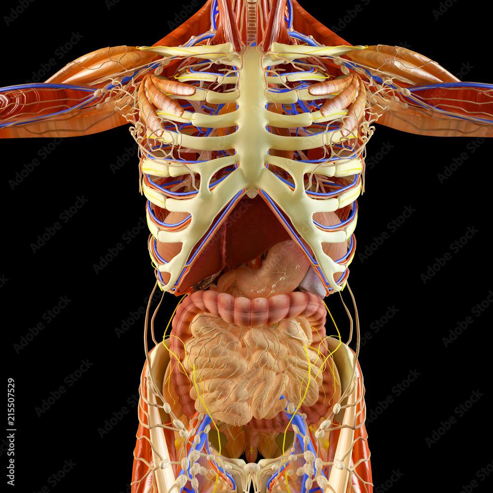 Intestino, apparato digerente, stomaco, esofago, duodeno, colon con ombra  allungata. Anatomia umana. Corpo umano, vista ai raggi x Stock Illustration