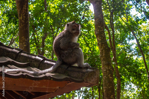 Bali Monkeyforest photo