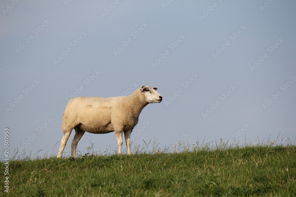 a white sheep standing at the green seawall in holland in summer a white sheep standing at the green seawall in holland in summer