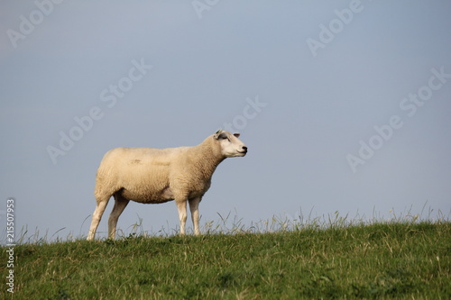 Fototapeta Naklejka Na Ścianę i Meble -  a white sheep standing at the green seawall in holland in summer