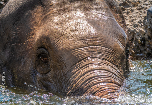 Asian elephant herd taking a bath and playing in a pond under a wterfall on a hot day.