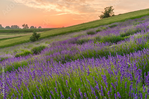 Blooming lavender fields in Poland, beautfiul sunrise © tomeyk