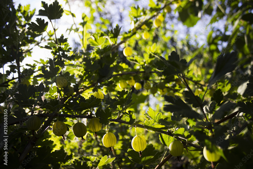 Ripe gooseberry on a branch grows in a sunny day, useful berries