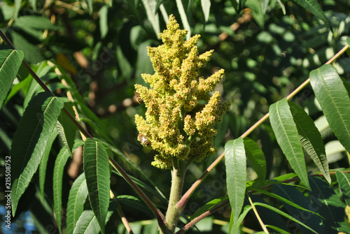 Bees collect nectar on a branch of a blossoming Rhus typhina (the staghorn sumac), green leaves background