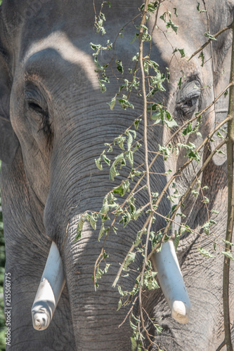 Asian elephant eating from  branches and leaves of a forest tree photo