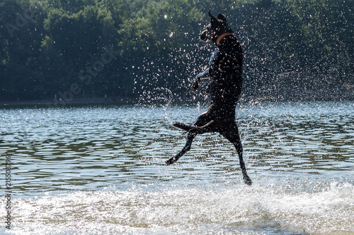 Im Wasser springender Hund