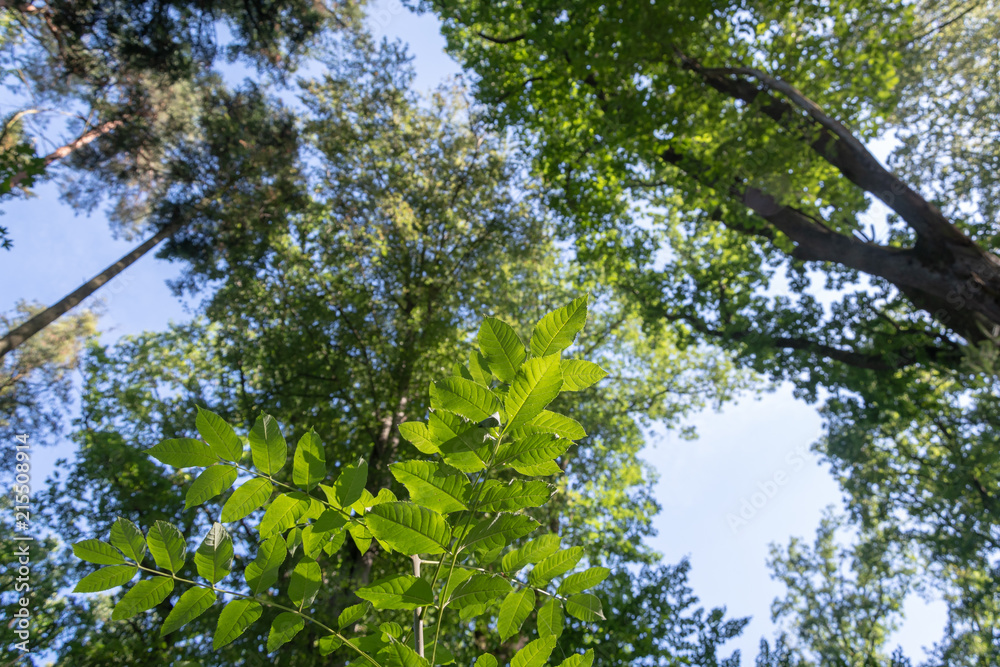 Fototapeta premium Blick in die Baumkrone im Wald 