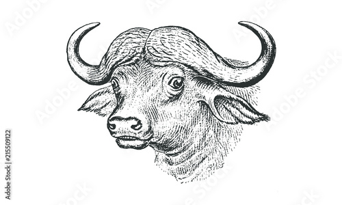Vintage Buffalo Head Illustration