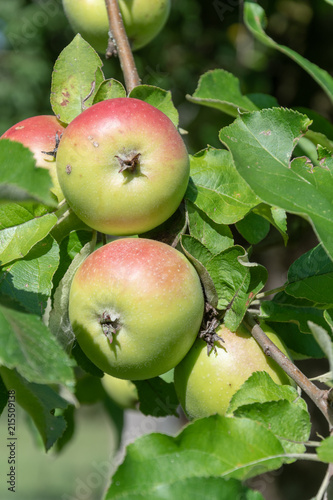 Frische Äpfel am Baum - Obstbaum 
