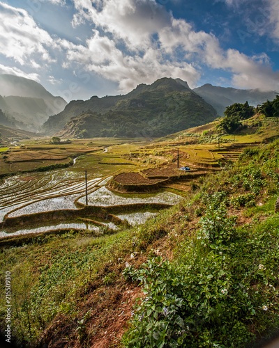 Canvas-taulu Ricefields in the mountains around Sapa in the harvest season in the north of Vi