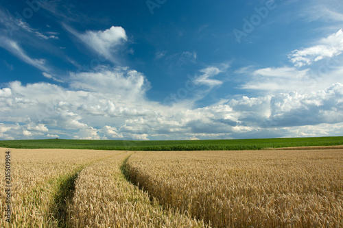 Traces of wheels in cereals, green meadow and clouds in the sky