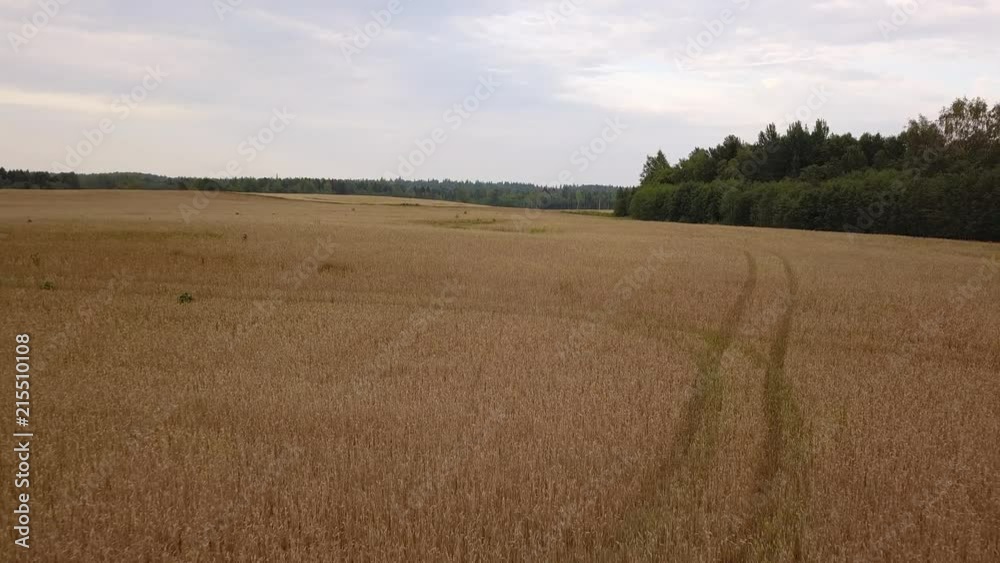 field and blue sky