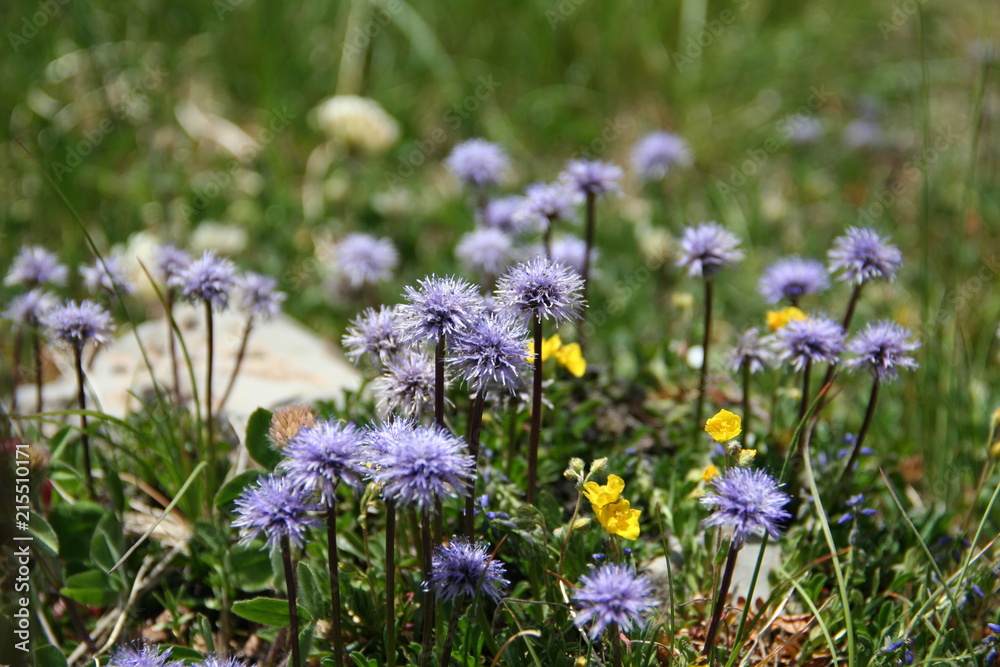 Naklejka premium Globulaire à feuilles en cœur : Globularia cordifolia