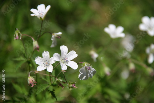 Geranium richardsonii - Géranium vivace de Richardson 