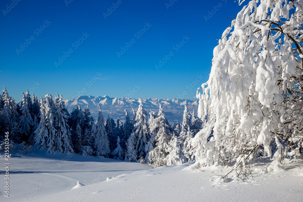 Widok panoramy Tatr ze szczytu zaśnieżonych Gorców - obrazy, fototapety, plakaty 