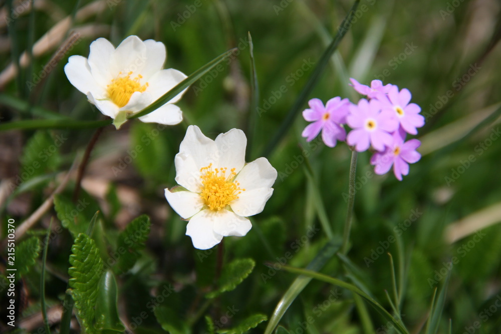Dryade à huit pétales - Dryas octopetala - Primevère farineuse - Primula farinosa Dryade à huit pétales - Dryas octopetala - Primevère farineuse - Primula farinosa