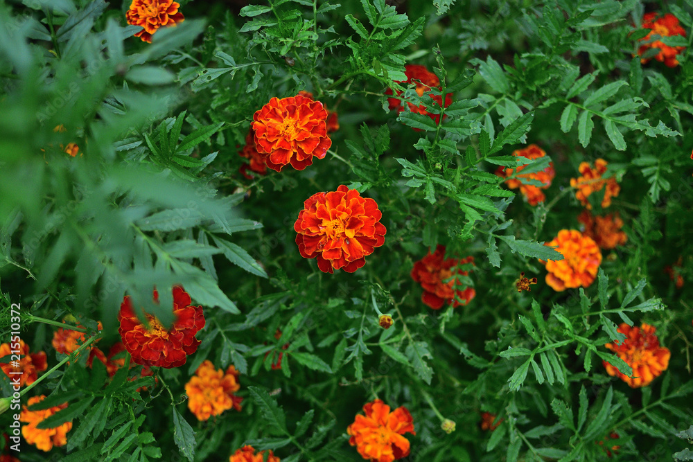 Flowers with leaves Tagettes marigolds on a blurry background