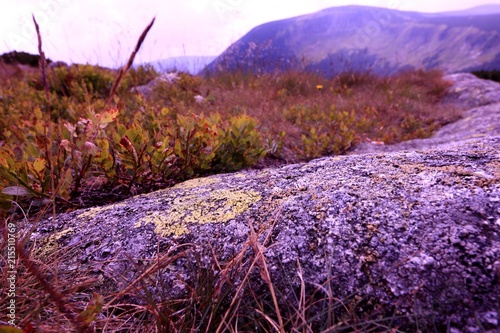 stone detail 